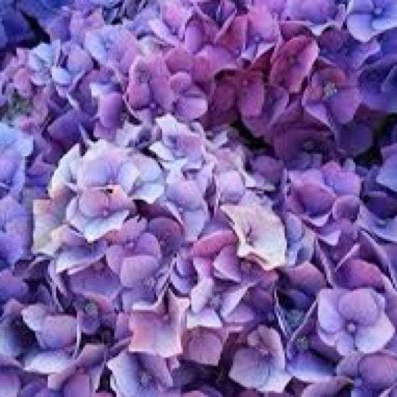 Meet your Posher, Sabrina - Picture 1 of 1